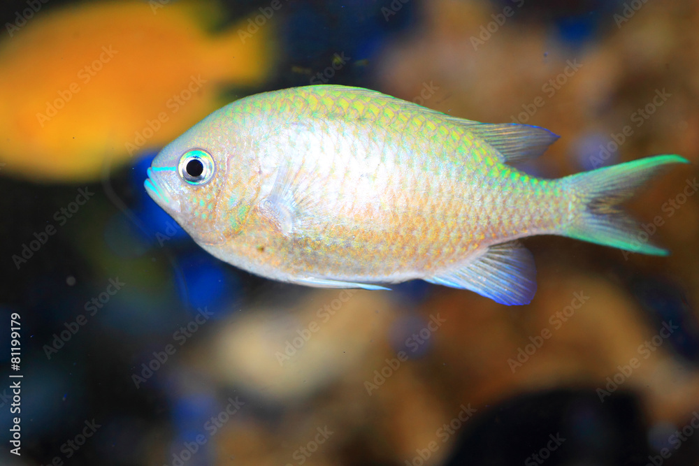 Blue green chromis (Chromis viridis) in Japan Blue green chromis (Chromis viridis) in Japan