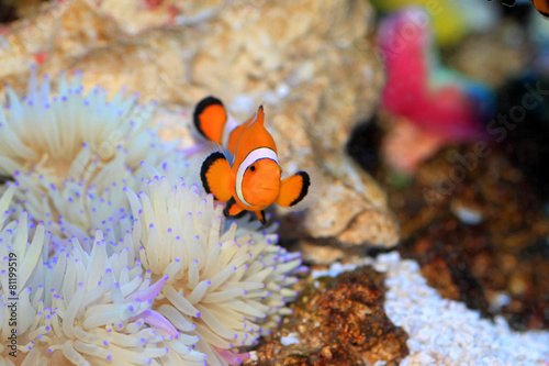 Photo Ocellaris clownfish (Amphiprion ocellaris) in Japan