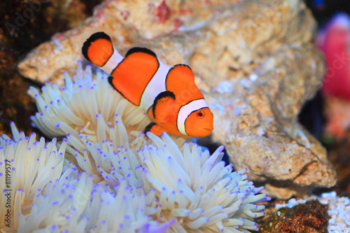 Ocellaris clownfish (Amphiprion ocellaris) in Japan