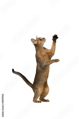 Abyssinian cat plays standing on its hind legs