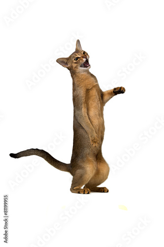 Abyssinian cat plays standing on its hind legs