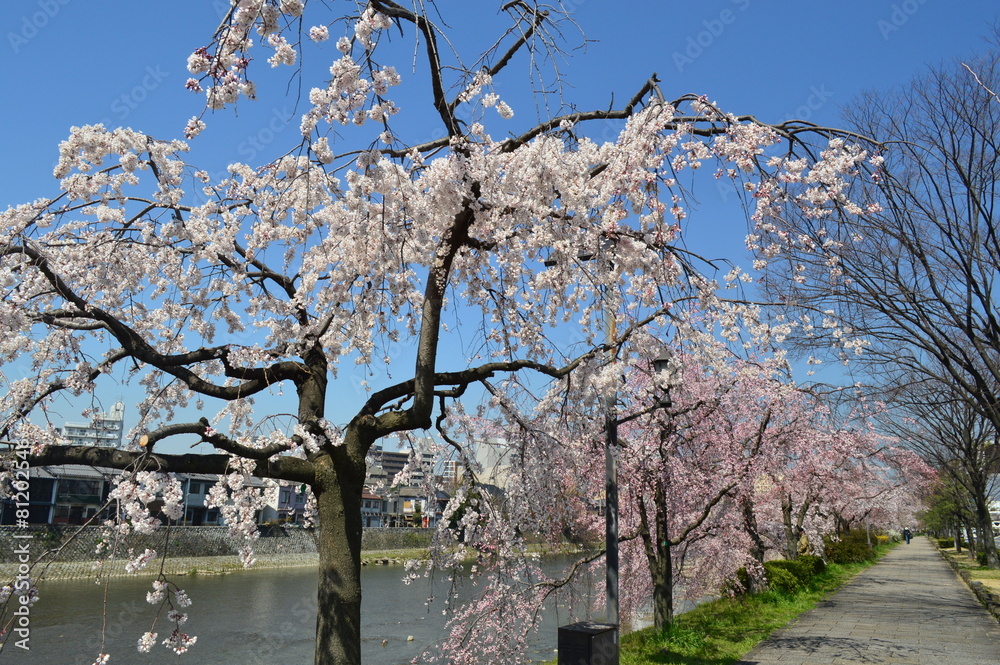 桜の京都市内