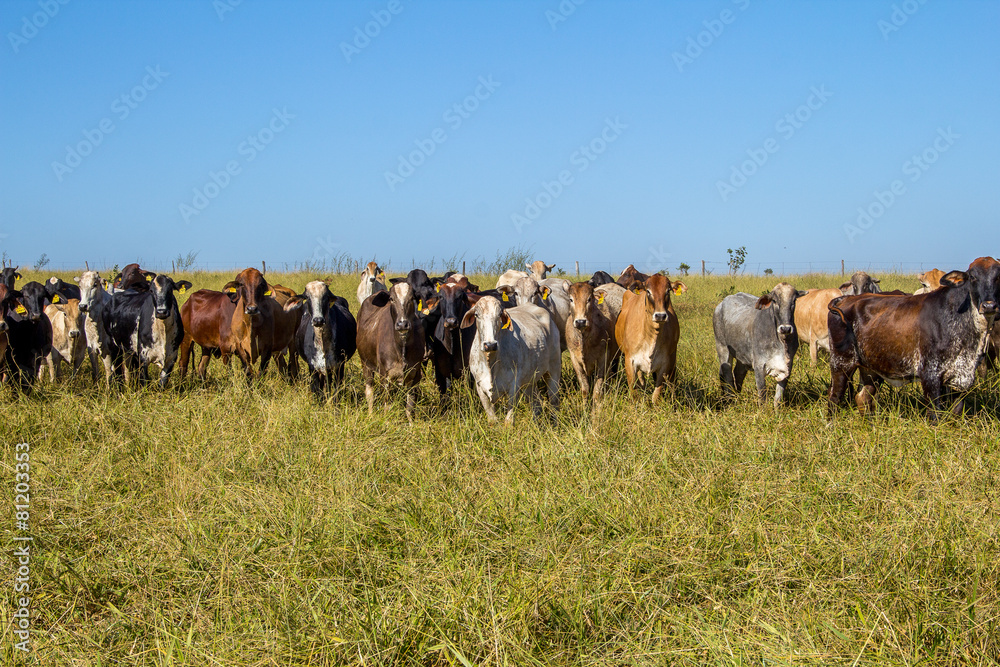 Obraz premium gado / cattle