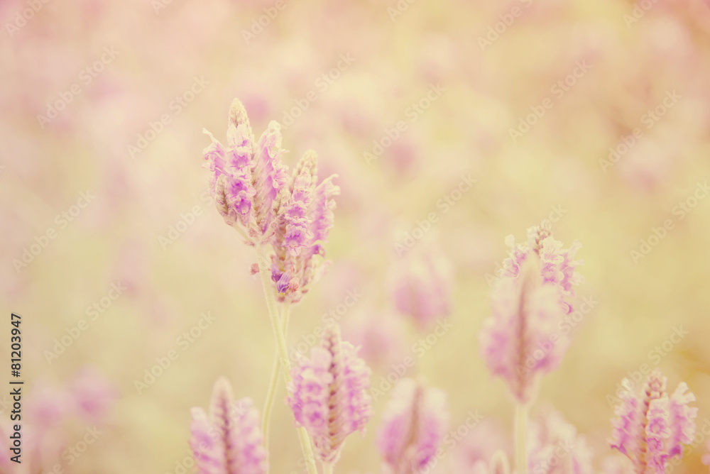 Obraz premium Retro style of lavender flowers