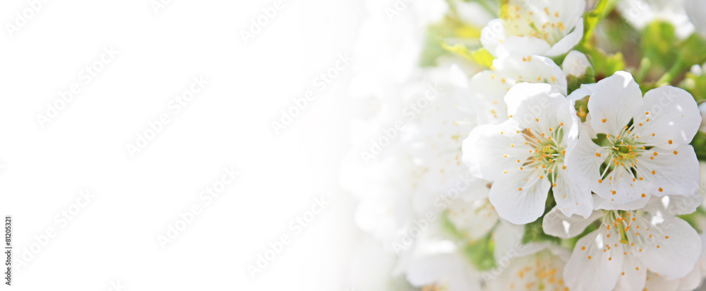 Fototapeta premium Frühling Panorama