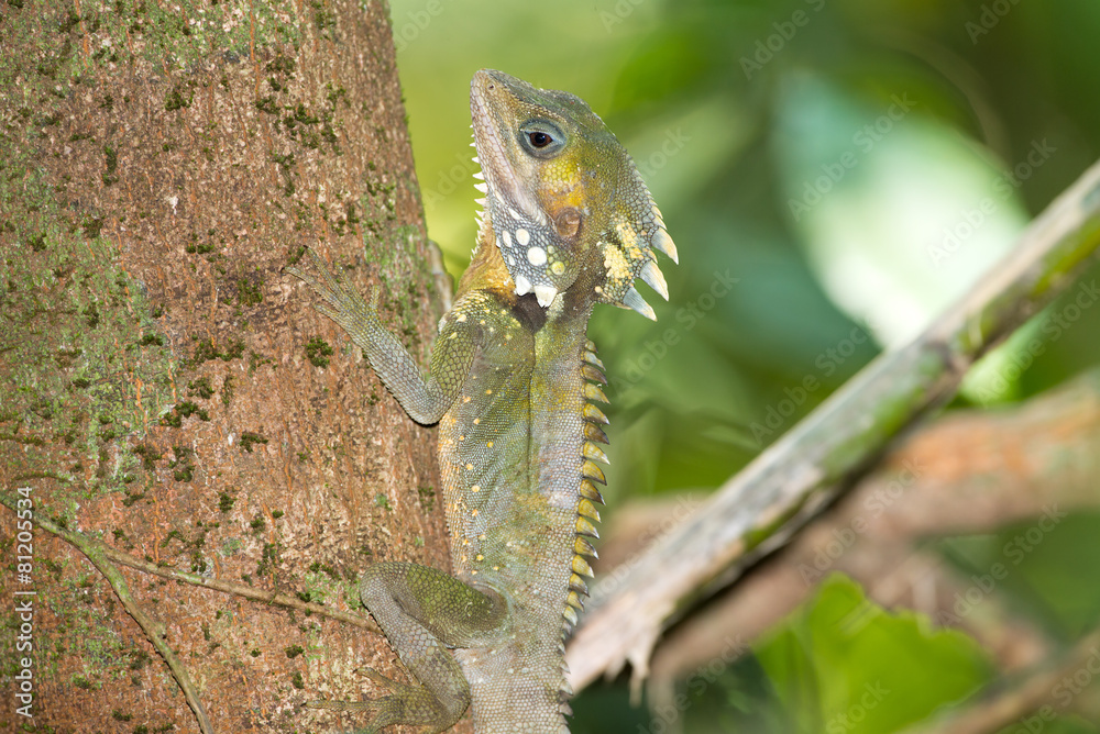 Fototapeta premium Close Up of a Boyd's Forest Dragon, Queensland, Australia