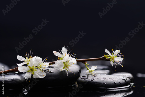 branch cherry blossom with black stones on wet background