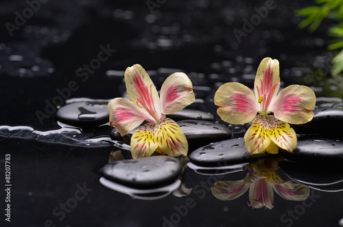 Black zen stone and orchid petal still life