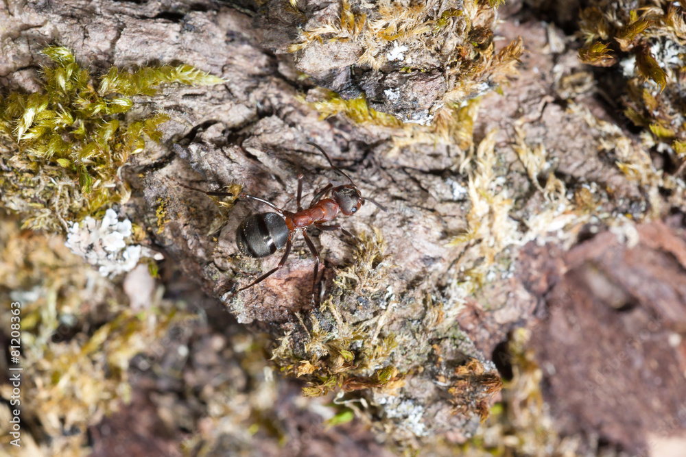 red ant red ant