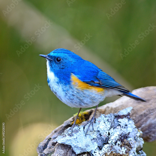 male Himalayan Bluetail photo