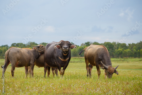 Water buffalo standing on green grass and looking to a camera.