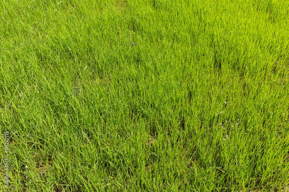 Ricefield Ricefield