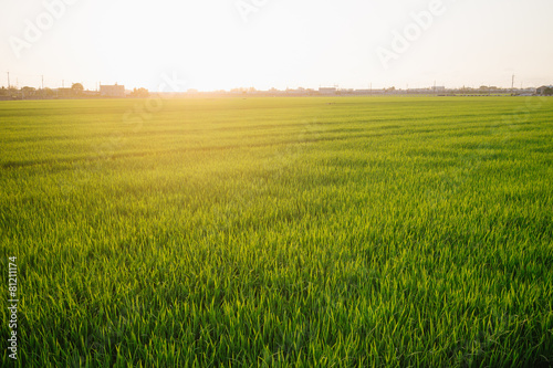 Canvas Print rice field