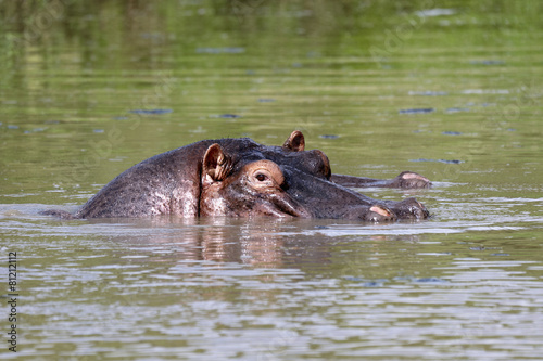 Hippo in the water in the natural park of Masai Mara