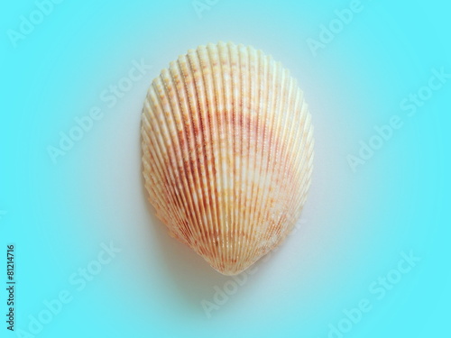 Sea shell in turquoise vignette background poster banner.