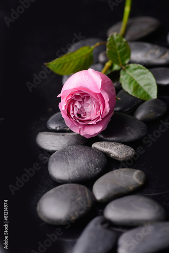 Lying down rose with therapy stones