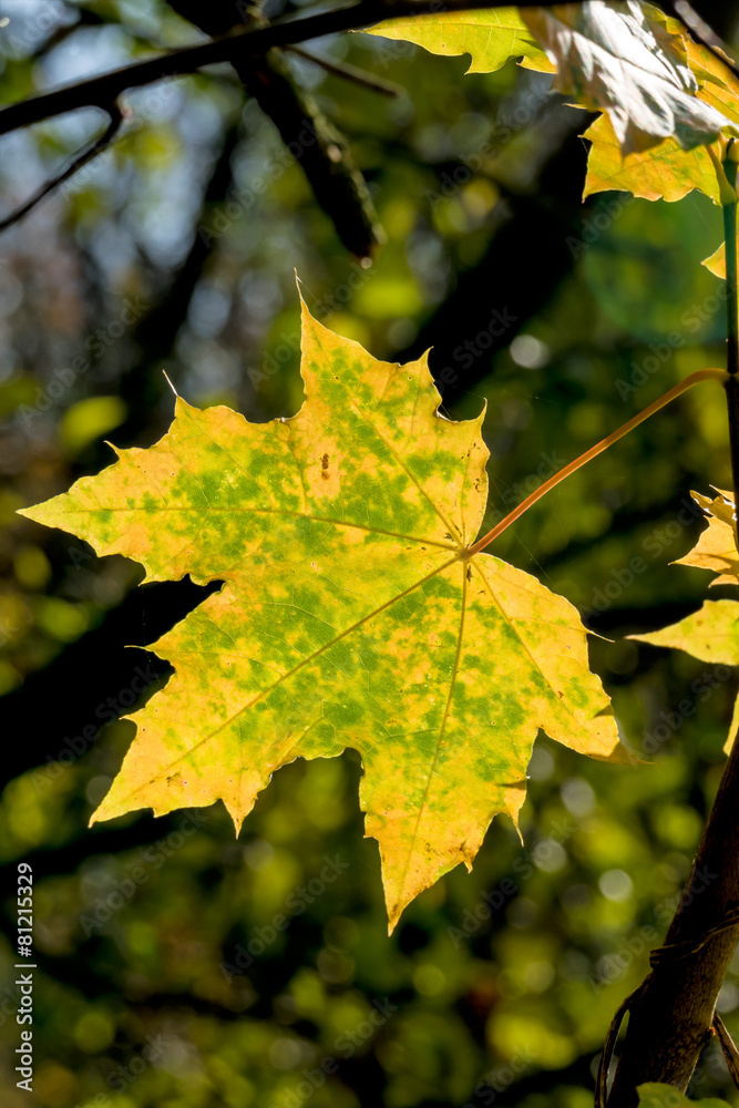 Fototapeta premium ein Blatt im Herbst