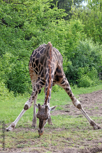 giraffes graze africa wildlife nature