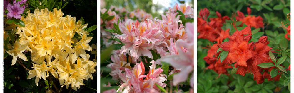 Rhododendron collage - obrazy, fototapety, plakaty 
