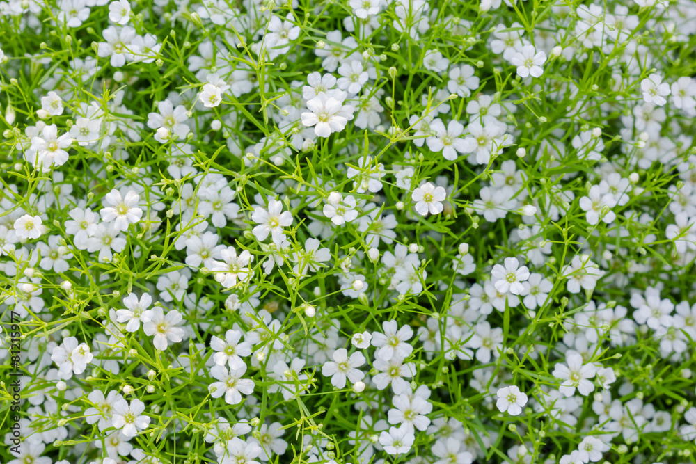Background of little white flowers blooming bush