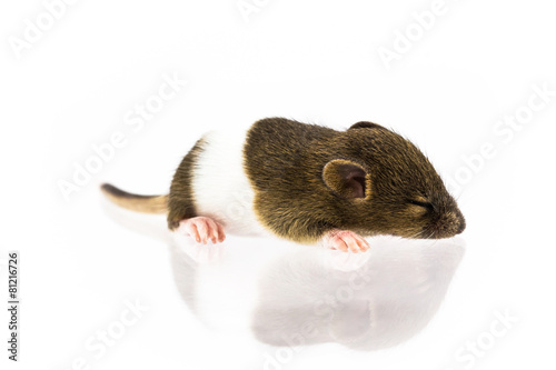 Baby rat sleepy