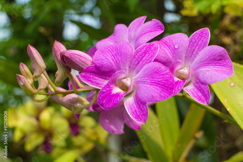 purple orchid with the leaf under sunlight