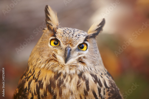 Owl with yellow eyes and warm background in Spain photo