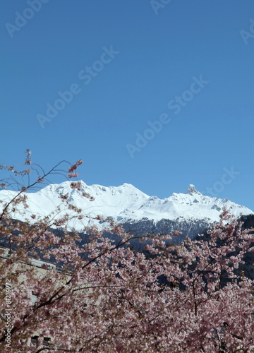 Neige éternelle et cerisiers en fleurs.