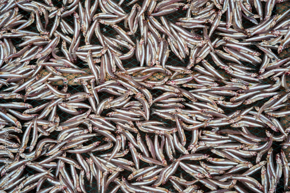 Planty of little anchovy fish drying on open air Planty of little anchovy fish drying on open air