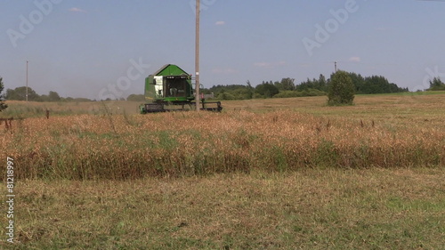 Combine harvest ripe dry peas plants in field. Stork birds photo