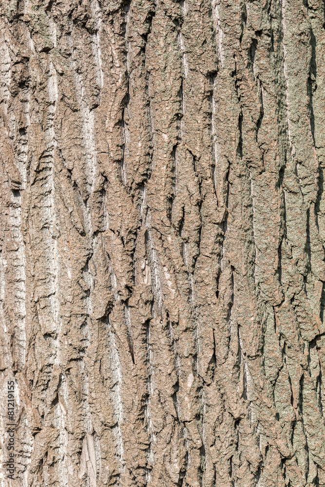 Obraz premium Tree Bark Background Texture Close Up