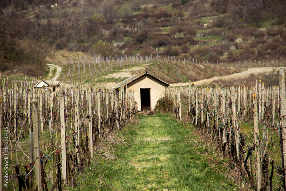 Vineyards with Old House