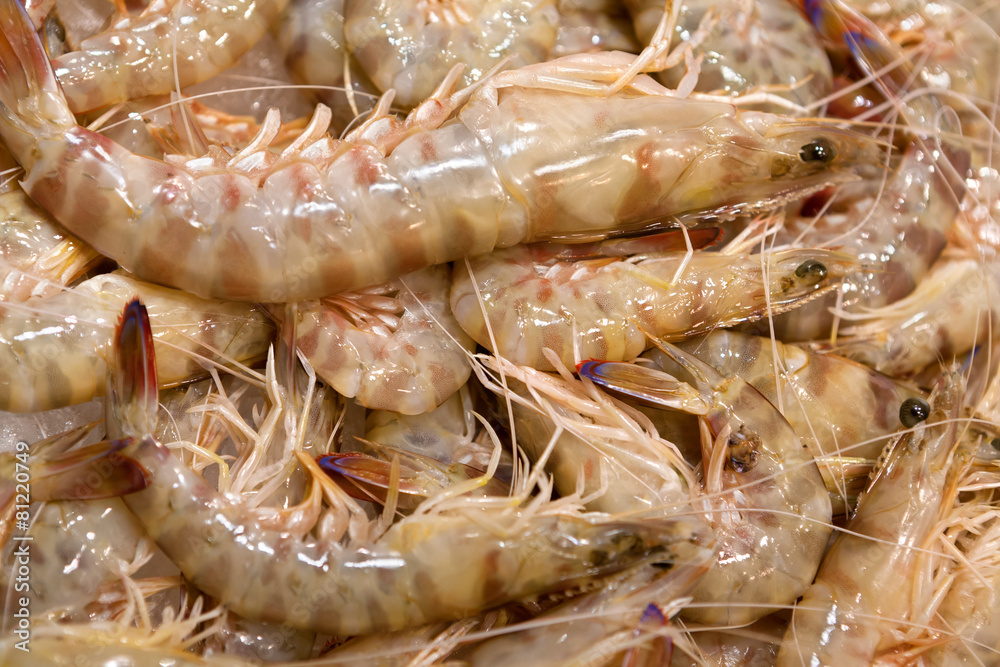 fresh shrimps fresh shrimps