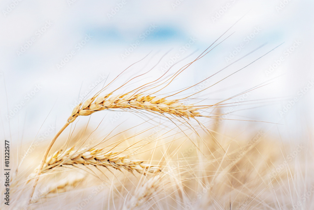 Wheat ears  in the farm