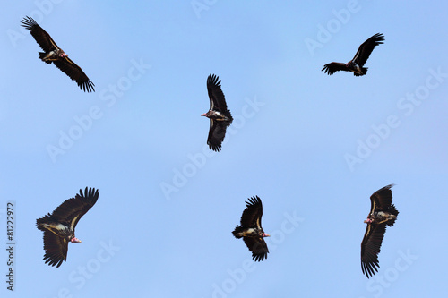 Collection of flying nubian vultures