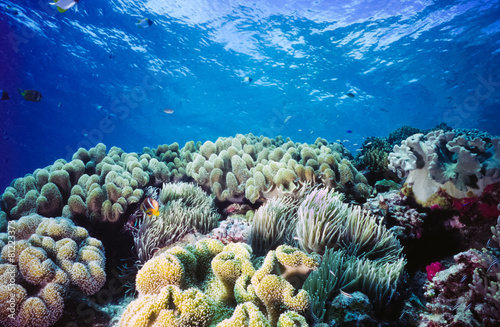 Shallow Coral reef Palau Micronesia