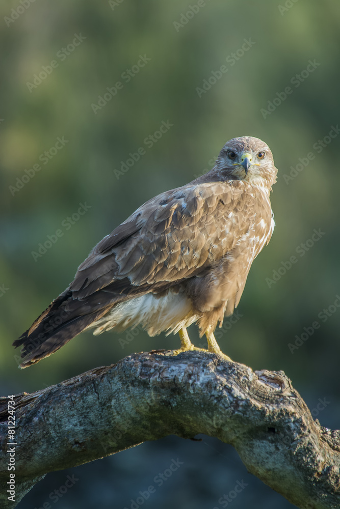 common buzzard common buzzard