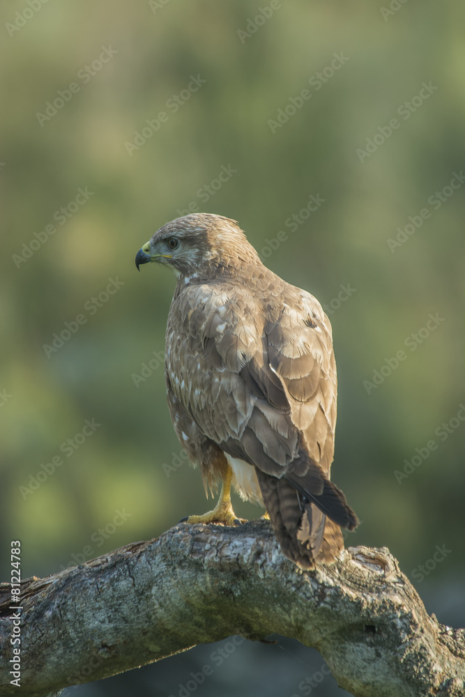 common buzzard common buzzard