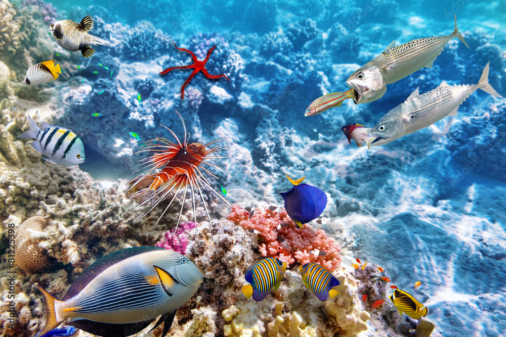 Fototapeta premium Underwater world with corals and tropical fish.