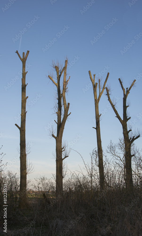 group of trees at blue sky background