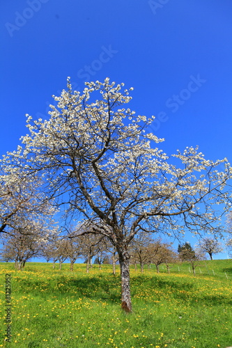 Frühling in Fraxern