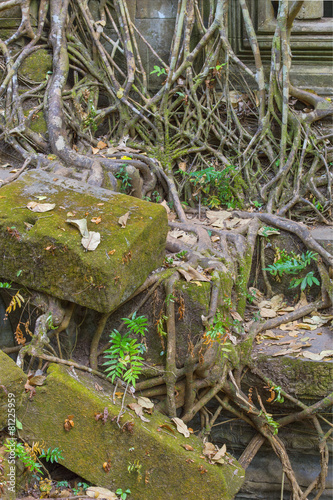 Beng Mealea Temple, Angkor, Cambodia photo