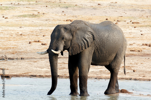 African elephants drinking at a muddy waterhole