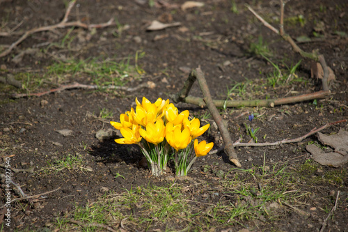 Krokus - Frühling