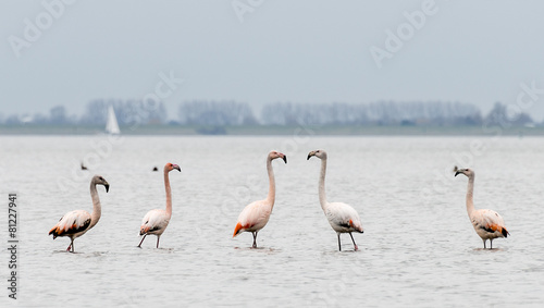 group of flamingos in th wild