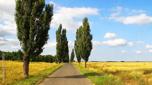 Fotografiet Country road with poplar trees