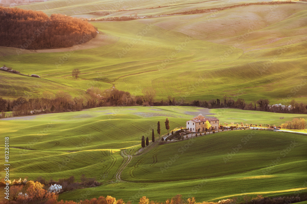 Spring field painted Tuscan sunset light.