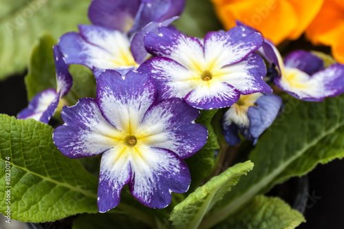 Violet primrose
