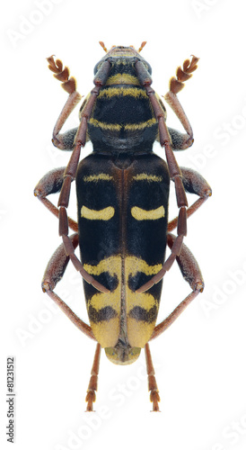 Beetle Plagionotus detritus