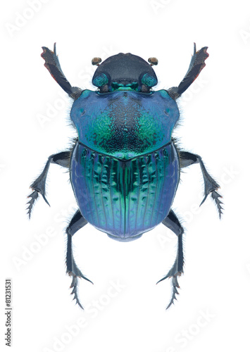 Beetle Phanaeus mexicanus